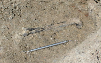 A 212-million-year-old leg bone encased in rock next to a tool